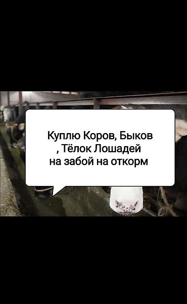 кони лошади: Частное лицо : Коровы, быки, | На забой, на мясо — 1