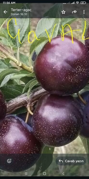 Ağaclar: Yalnız bizim təsərfatimizda bölgələrə uyğun olaraq ağacların kok — 21