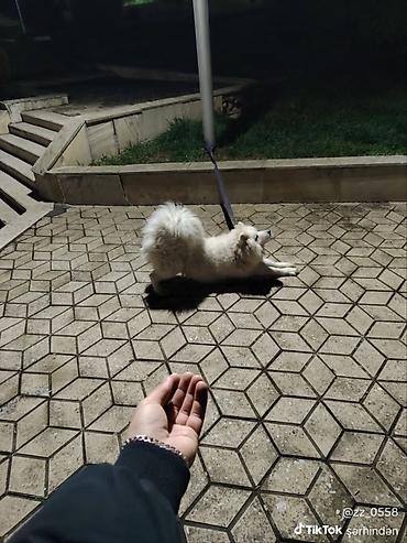 itlerin davasi: Samoyed, 4 il, Dişi — 3