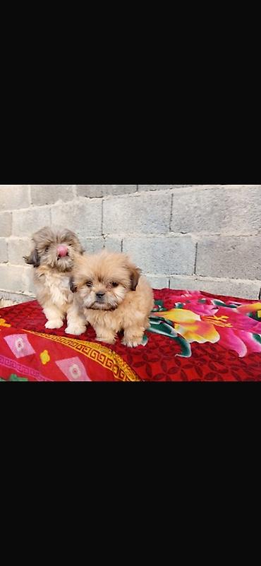 mal satisi: Shih Tzu balaları - Cins: Shih Tzu (oyuncaq ölçülü) - Rənglər — 3