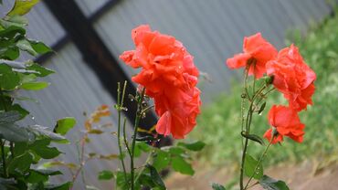 Fotokameralar: Canon 70D satılır əla vəziyyətdədir üstündə 18-135 lensultra — 5