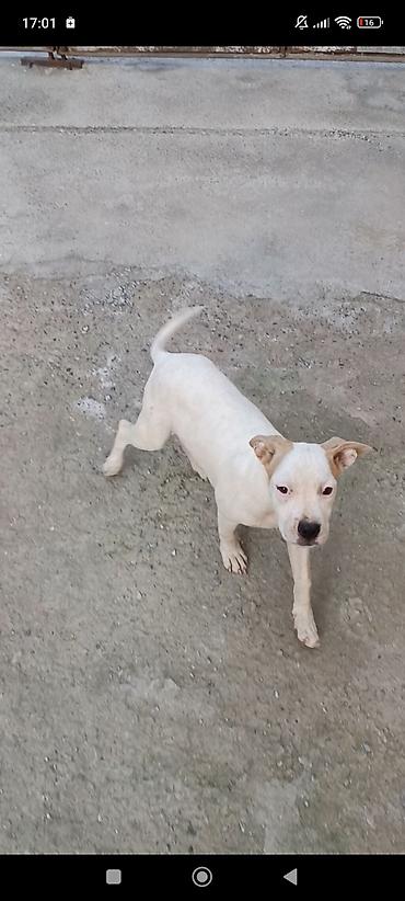 pitbular: Pitbul, 4 ay, Dişi, Ödənişli çatdırılma — 2