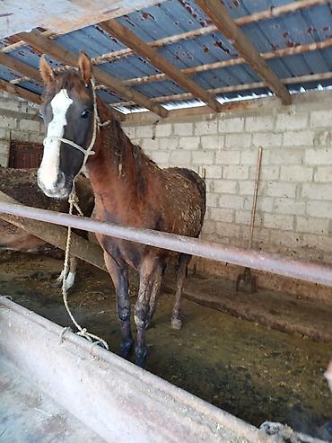 Лошади, кони: Продаю | Жеребец | Рабочий — 1