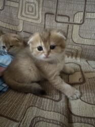 Pişiklər: Britan -da lalafo.az — 7 Pişiklər: Britan — 7