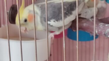 Sarı və boz rənglərdə olan bu nimf tutuquşu, ev heyvanı kimi saxlamaq