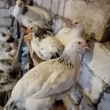 Toyuqlar: F6-serebrist cücələr satılır vitamin və dərmanlar verilib tam sağlam -da lalafo.az — 5 Toyuqlar: F6-serebrist cücələr satılır vitamin və dərmanlar verilib tam sağlam — 5