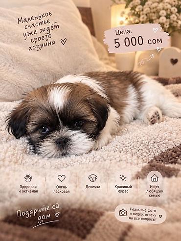 сколько стоит мопсы: 1 месяц, Самка — 1