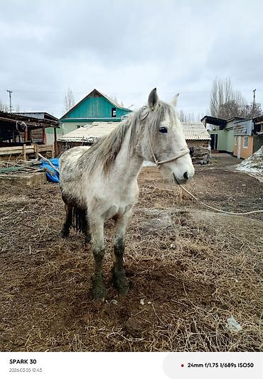Лошади, кони: Продаю | Кобыла (самка) | Рабочий — 4