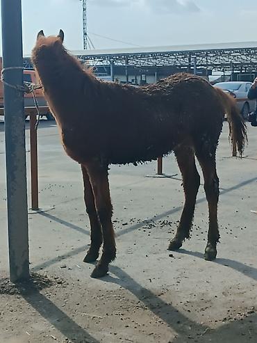 Лошади, кони: Продаю | Жеребенок | Рабочий — 7