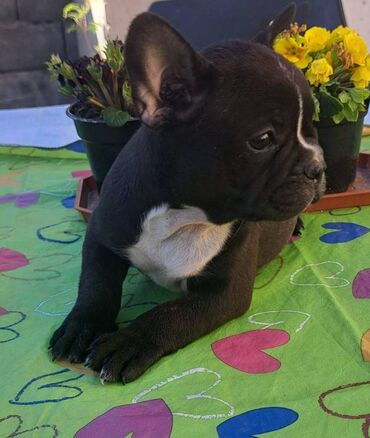 Psi: Prelepi štenci francuskog buldoga na prodaju. Očišćeni od parazita i na lalafo.rs — 4 Psi: Prelepi štenci francuskog buldoga na prodaju. Očišćeni od parazita i — 4