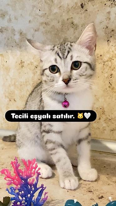 Tabbi