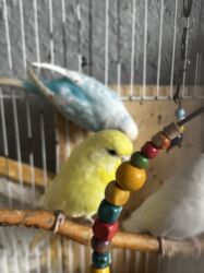 Tutuquşları: 8 ədəddir 4 dişi 4 erkək tək olan yoxdu hamısı cütdü — 2