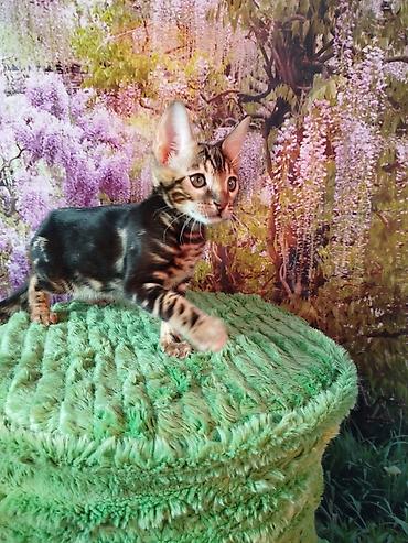 Продажа кошек: Бенгальская, 2 месяца, Мальчик, Черный, Приучена к лотку, Проглистована, С документами — 8