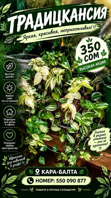 Традесканции: 🌿 ТРАДЕСКАНЦИЯ — БОЛЬШАЯ АКЦИЯ! 🌿 💚 Красивое комнатное растение с — 1
