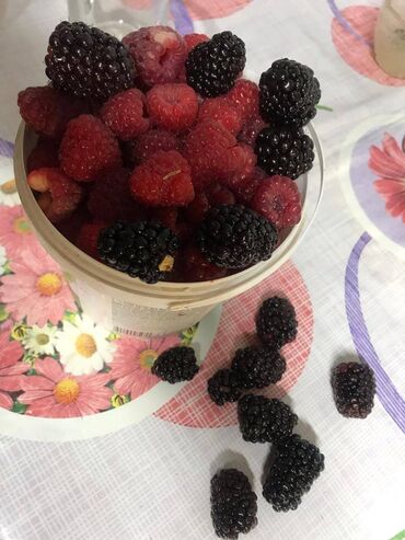 Фрукты и ягоды: Саженцы (есть корень на продажу) ежевики ремонтантной сорта Блек Джем — 10