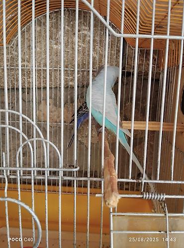 Tutuquşları: Quslar 15-30-45-50 aznNimfa (Cockatiel) və dalğalı tutuquşu – quşlar — 9