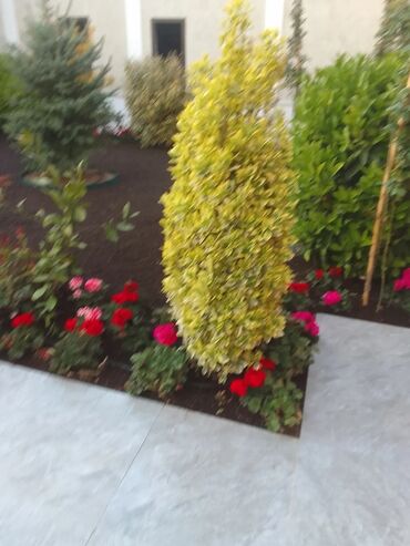 Şitillər: Qazon satışı enli yarpaq danimarka toxumuyla əkilmə qazon satışını -da lalafo.az — 22 Şitillər: Qazon satışı enli yarpaq danimarka toxumuyla əkilmə qazon satışını — 22