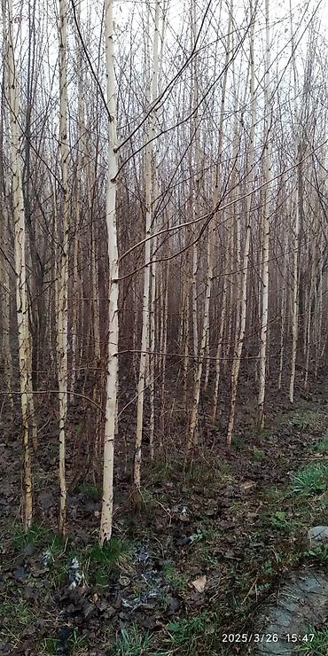 Декоративные деревья: Саженцы деревьев: Берёзы — 6