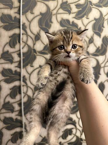 Pişiklər: Şotland, Erkək, Dişi, Yaxşı əllərə, Ödənişli çatdırılma, Ünvandan götürmə, Rayonlara çatdırılma — 5