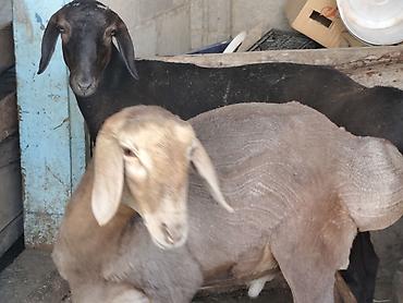 ало тоо: Продаю | Баран (самец) | Гиссарская, Арашан | На забой — 4