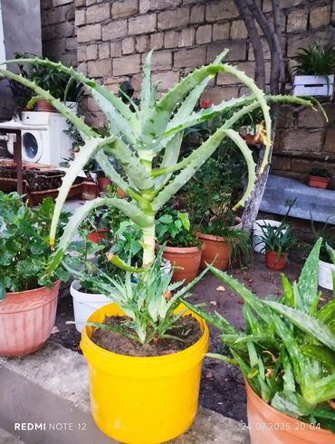 Ağaclar: Aloe vera 4 ilik
