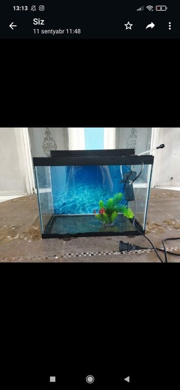 аквариум баку: Akvarium
uzunluğu 40cm, hundurluyu 30cm, eni 20cm