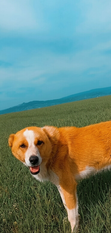 Torpaq sahələrinin satışı: 10 sot, Tikinti, Mülkiyyətçi, Bələdiyyə — 2