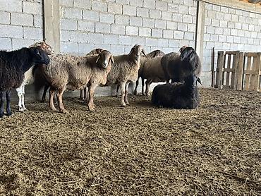 Баран, овца: Продаю | Овца (самка) | Для разведения | Матка at lalafo.kg — 2 Баран, овца: Продаю | Овца (самка) | Для разведения | Матка — 2