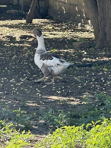 dişi qaz: Satılır: qazlar 2 yerli 1 quban qaz satılır 1 erkek, 2 kişi Yumurtayan — 4
