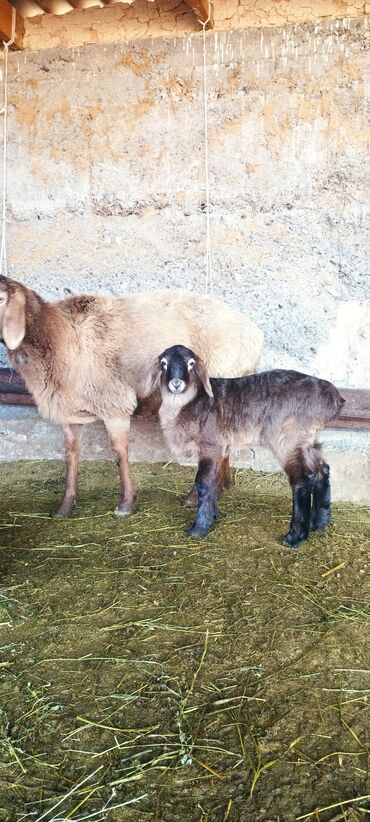 Баран, овца: Продаю | Овца (самка) | Полукровка | Для разведения | Ягнившаяся — 6
