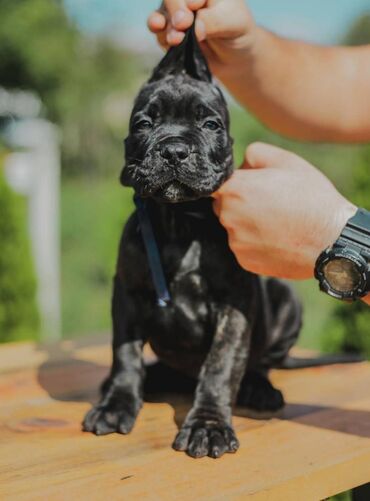 Psi: Postanite vlasnik jednog od naših vrhunskih Cane Corso štenaca — 11