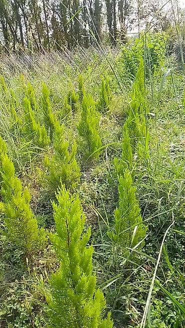 kələm gülü haqqinda: Limonnu şam.
Boyu 0.6 - 1.5 metr.

Ciddi adamlar zəng etsin — 4