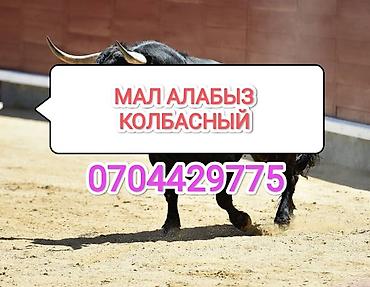 ит ош итер: Колбасный цех : Коровы, быки, Лошади, кони, | Любое состояние, Забитый, На забой, на мясо — 1