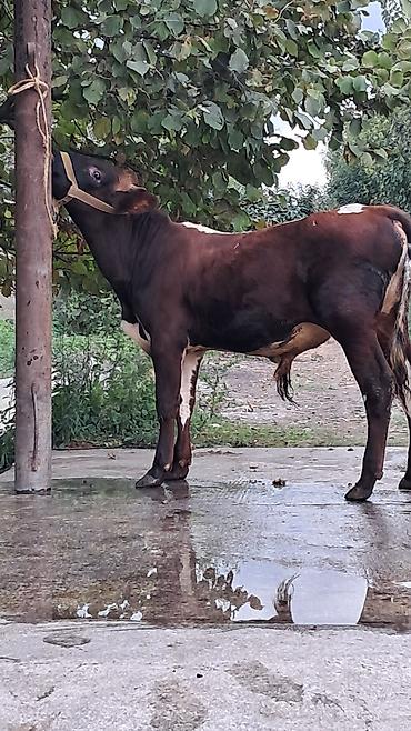 yerli inək: 10 aylıq ik baş erkək danalar satılır hərəsinin diri çəkisi 270kq dı — 8