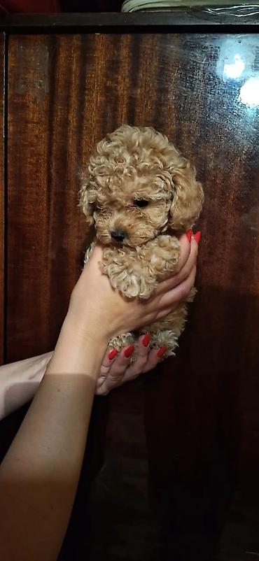 Pişiklər: Şotland — 10