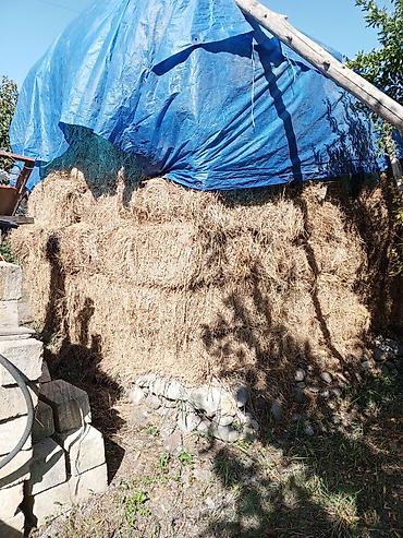 betta baligi satis: 250 ədəd ot Presi qiyməti 4 manat 1 lapet açıq ot 200 manat — 3
