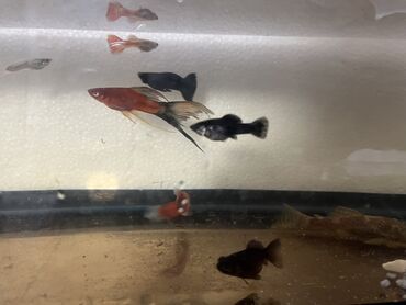 Balıqlar: Sülhsevər -da lalafo.az — 8 Balıqlar: Sülhsevər — 8