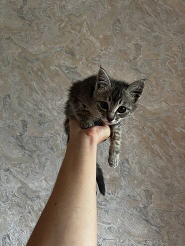 каракол животные: Котенок девочка. Очень ласковая и красивая, ходит на пеленку где