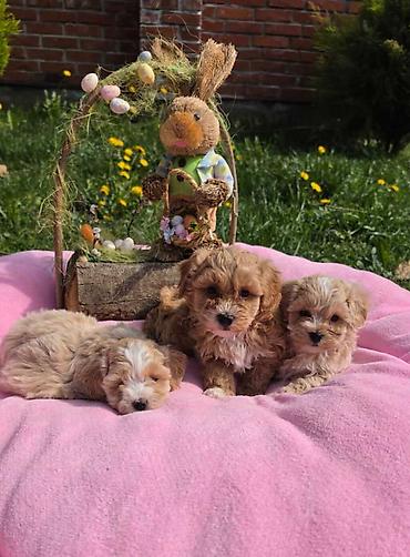 Predstavljamo vam novo leglo bebica maltipoo. Mama je mali maltezer a — 2