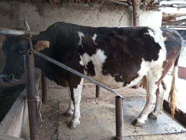 куплю корову в бишкеке: Продается корова 🐄 стельная