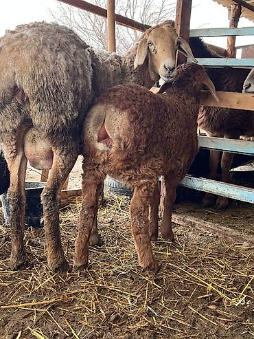 Баран, овца: Продаю | Овца (самка) | Арашан | Для разведения | Матка — 1