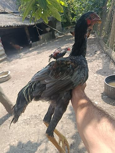 Toyuq, Damazlıq lalafo.az -da Toyuq, Damazlıq