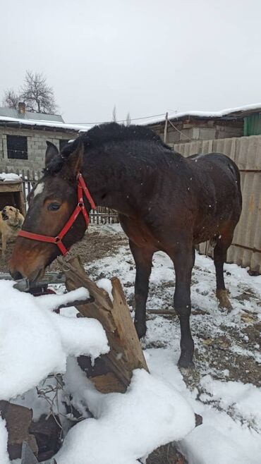 Лошади, кони: Продаю | Жеребенок | Рабочий, Конный спорт — 1