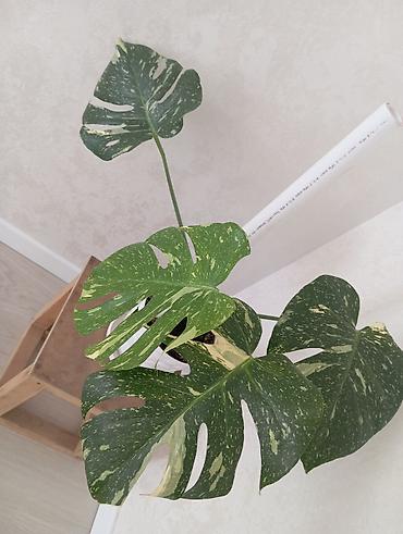 Монстера вариегатная (Monstera deliciosa variegata) в горшке. - at lalafo.kg Монстера вариегатная (Monstera deliciosa variegata) в горшке. -