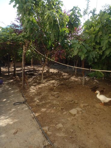 Həyət evləri və villaların satışı: 9 otaq, 308 kv. m, Kredit yoxdur, Orta təmir -da lalafo.az — 4 Həyət evləri və villaların satışı: 9 otaq, 308 kv. m, Kredit yoxdur, Orta təmir — 4