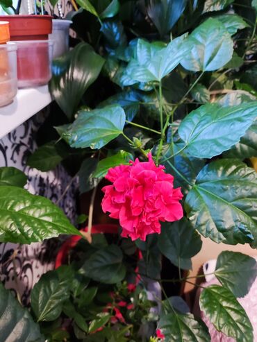 галанские розы: Продается китайские розы 20_30 см 
по 200_300 сом