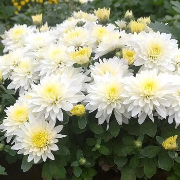 Otaq bitkiləri: Xrizantema payızgüllərinin topdan və pərakəndə satışı. Qiymətlər — 2