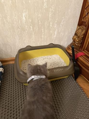 Зоотовары: Boz rəngli balaca pişik üçün tam dəst aksesuarlar Paketə daxildir: - — 4