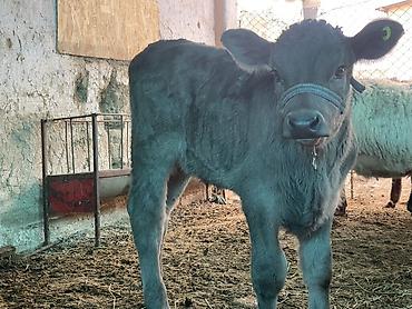 Коровы, быки: Продаю | Музоо, торпок | Полукровка | На откорм | Племенные — 1