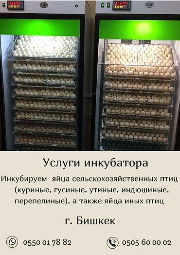 сава: Инкубационные услуги на савремном оборудование инкубируем для — 4